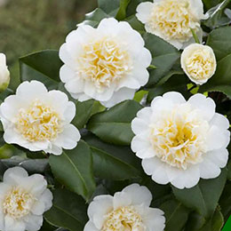 camellia japonica -brushfield-s yellow